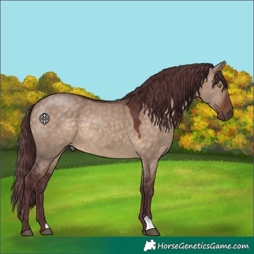Horse Color:Chocolate Brown Dun 
