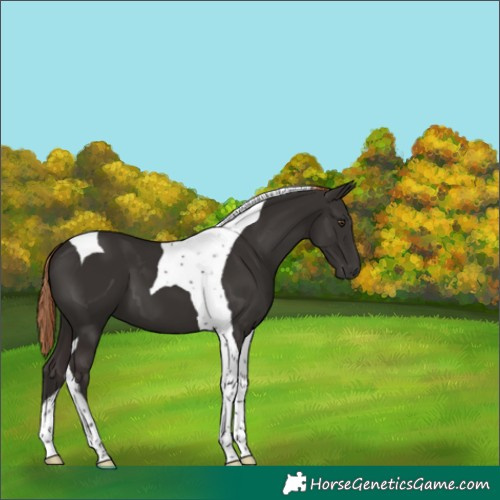Horse Color:Liver Chestnut Tobiano 