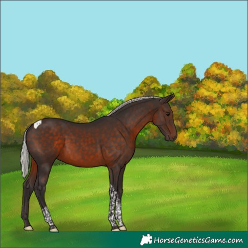 Horse Color:Silver Brown Tobiano 