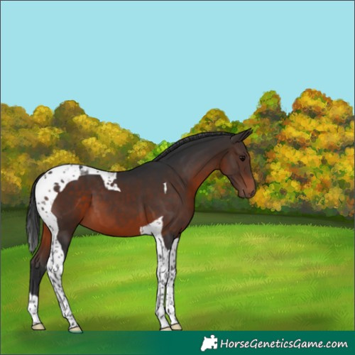 Horse Color:Brown Tobiano 