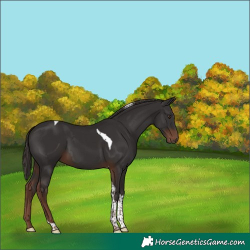 Horse Color:Liver Chestnut Tobiano 