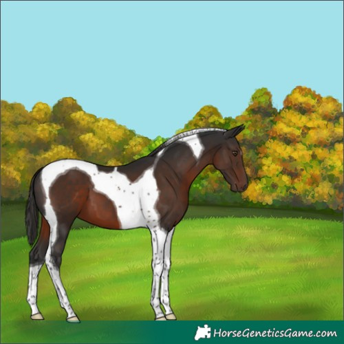 Horse Color:Liver Chestnut Tobiano 