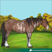 Horse Color:Brown Sabino Rabicano and Brown Sabino Rabicano