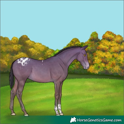 Horse Color:Sable Champagne Tobiano Varnish Rabicano 
