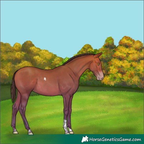 Horse Color:Amber Champagne Tobiano 