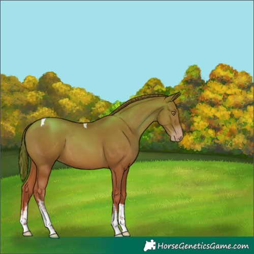 Horse Color:White Spotted Gold Champagne Tobiano 