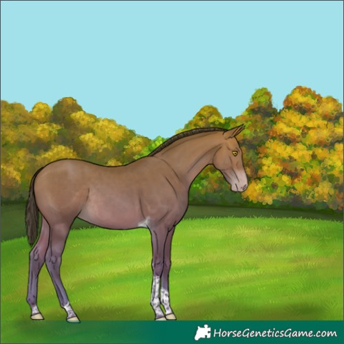 Horse Color:Amber Champagne Tobiano Rabicano 