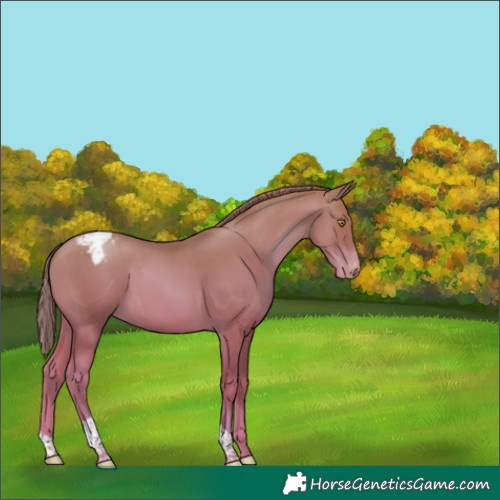 Horse Color:White Spotted Gold Champagne Tobiano Varnish 