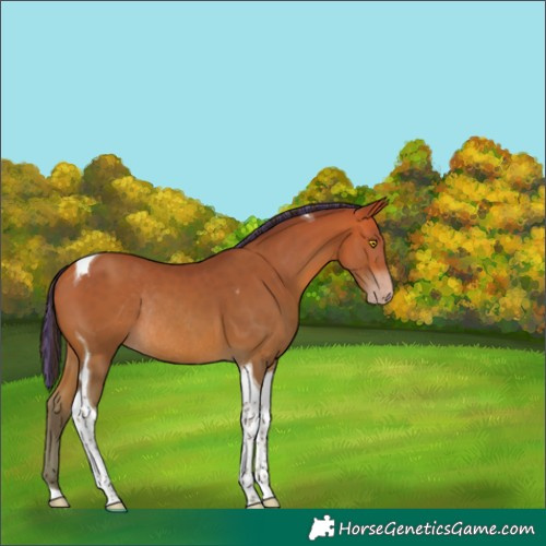 Horse Color:Painted Amber Champagne Tobiano Rabicano 