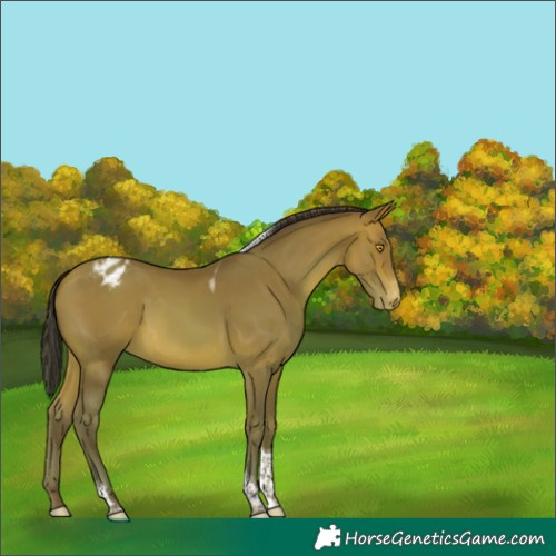 Horse Color:Sable Champagne Tobiano Varnish Rabicano 