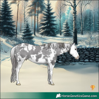 Horse Color:White Spotted Smoky Black Splash Appaloosa 