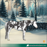 Horse Color:White Spotted Smoky Black Splash Appaloosa 