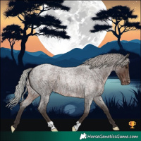 Horse Color:Silver Blue Roan Appaloosa