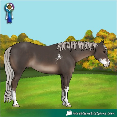Horse Color:Silver Black Sabino 