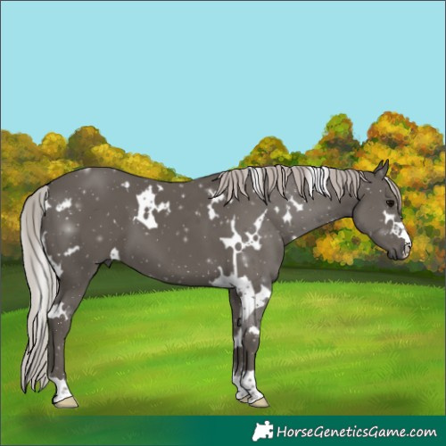 Horse Color:White Spotted Silver Black 