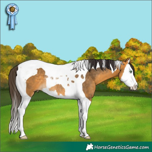 Horse Color:Buckskin Splash Tobiano Rabicano 