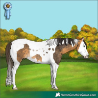 Horse Color:Buckskin Splash Tobiano Rabicano
