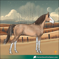 Horse Color:Amber Champagne Splash Rabicano 