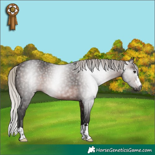 Horse Color:Gray Silver Bay Rabicano 