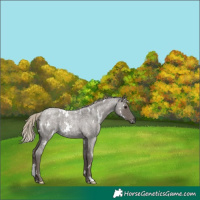 Horse Color:White Spotted Silver Smoky Blue Roan 