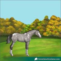 Horse Color:White Spotted Smoky Grullo Roan Splash 