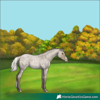 Horse Color:White Spotted Silver Smoky Grullo Roan Splash 