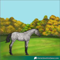 Horse Color:White Spotted Smoky Grullo Roan 