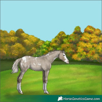 Horse Color:White Spotted Silver Smoky Grullo Roan Splash 