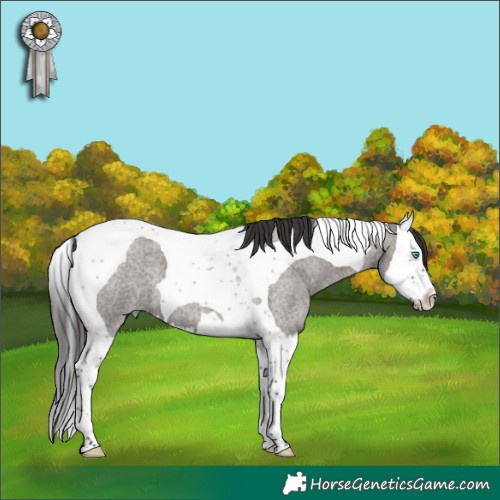 Horse Color:Smoky Grullo Roan Splash Tobiano 