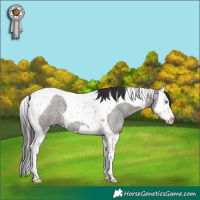Horse Color:Smoky Grullo Roan Splash Tobiano 