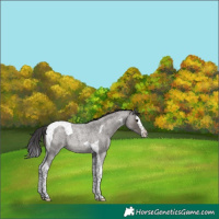 Horse Color:Smoky Grullo Roan Splash Tobiano 