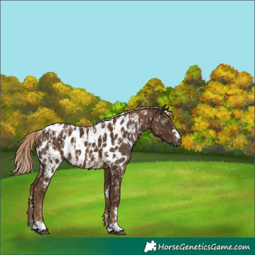 Horse Color:Chocolate Palomino Appaloosa  and Gray Chocolate Palomino Appaloosa 