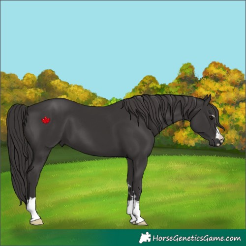 Horse Color:Smoky Black 