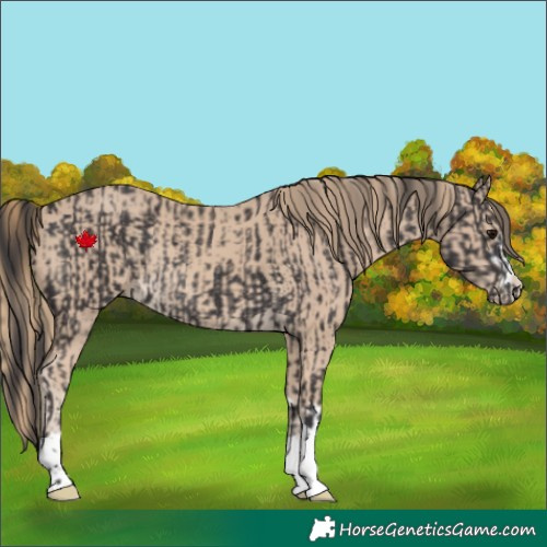 Horse Color:Smoky Black Rabicano and Smoky Creme Rabicano