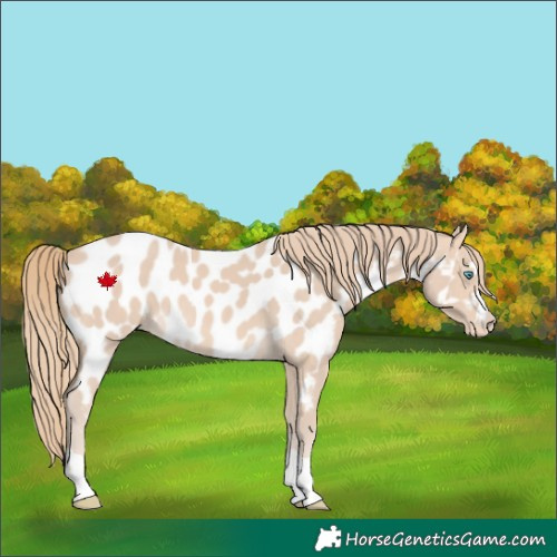 Horse Color:Perlino Near Leopard 