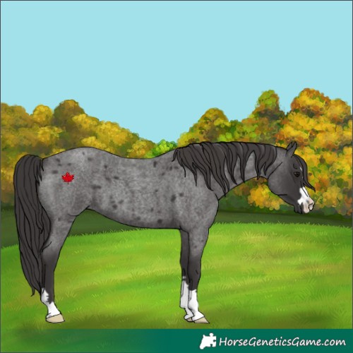 Horse Color:Smoky Blue Roan