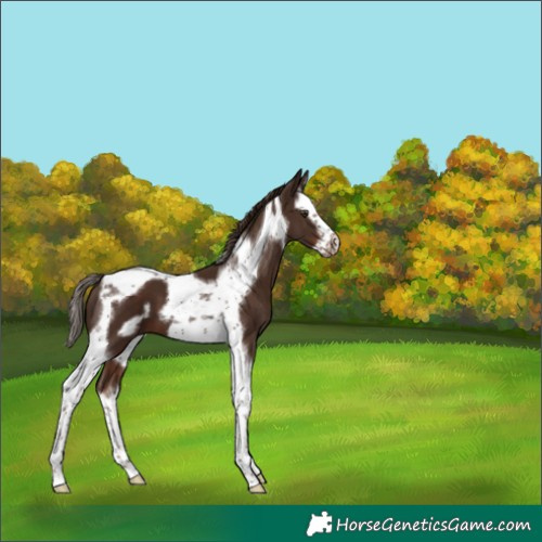 Horse Color:Liver Chestnut Splash Tobiano Frame 