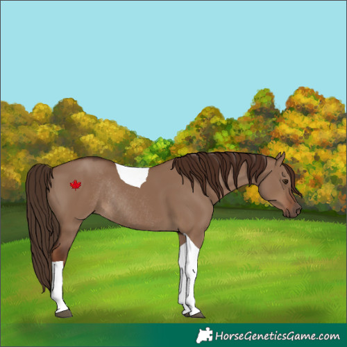 Horse Color:Liver Red Dun Tobiano Rabicano