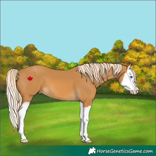 Horse Color:Palomino Splash 