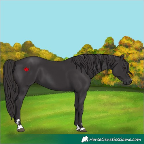 Horse Color:Smoky Black 