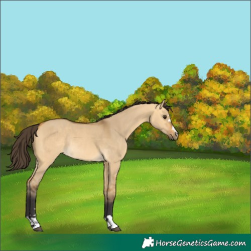 Horse Color:Buckskin Dun Rabicano