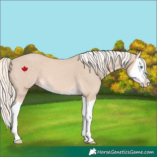 Horse Color:Cremello Splash
