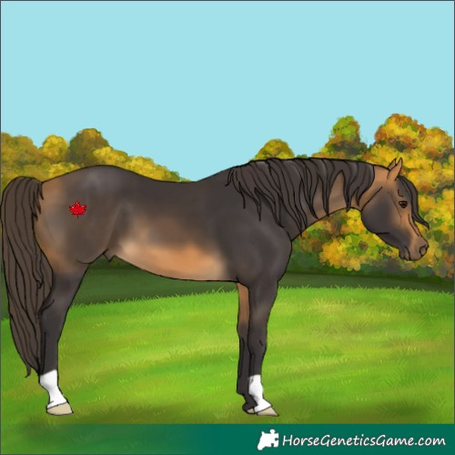 Horse Color:Buckskin 