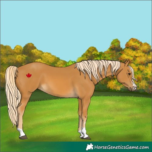 Horse Color:Palomino