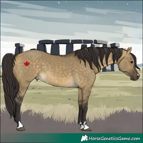 Horse Color:Buckskin Dun 