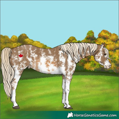 Horse Color:Chocolate Palomino Sabino Rabicano