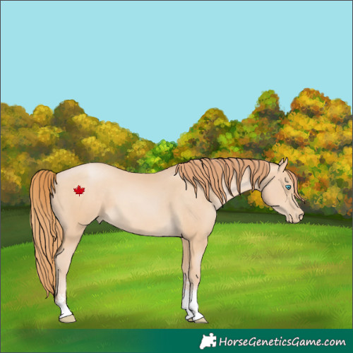 Horse Color:Buckskin Pearl Sabino