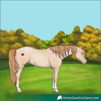 Horse Color:Buckskin Pearl Sabino