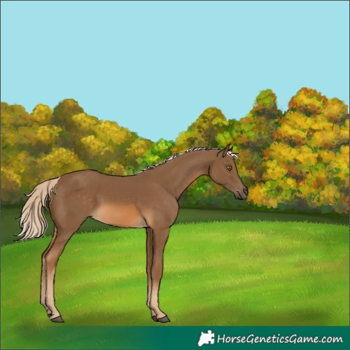 Horse Color:Chocolate Palomino 