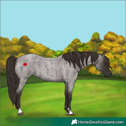 Horse Color:Liver Red Roan 